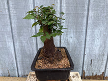 Load image into Gallery viewer, Zelkova, Japanese Grey Bark Elm #17
