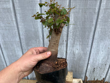 Load image into Gallery viewer, Zelkova, Japanese Grey Bark Elm #20
