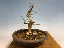 Load image into Gallery viewer, Zelkova, Japanese Import 001

