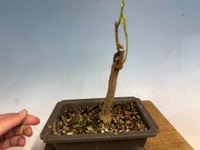Load image into Gallery viewer, Japanese Wisteria 008
