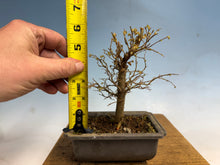 Load image into Gallery viewer, Zelkova, Japanese Grey Bark Elm 006
