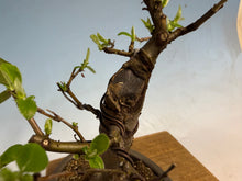 Load image into Gallery viewer, Chinese Quince 007

