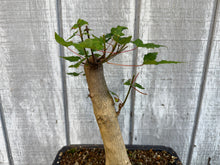 Load image into Gallery viewer, Trident Maple #46
