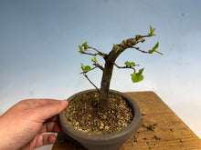 Load image into Gallery viewer, Chinese Quince 008
