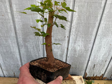 Load image into Gallery viewer, Trident Maple #31
