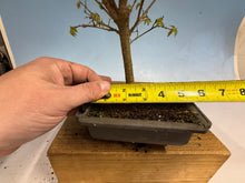 Load image into Gallery viewer, Zelkova, Japanese Grey Bark Elm 011
