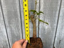 Load image into Gallery viewer, Trident Maple #25
