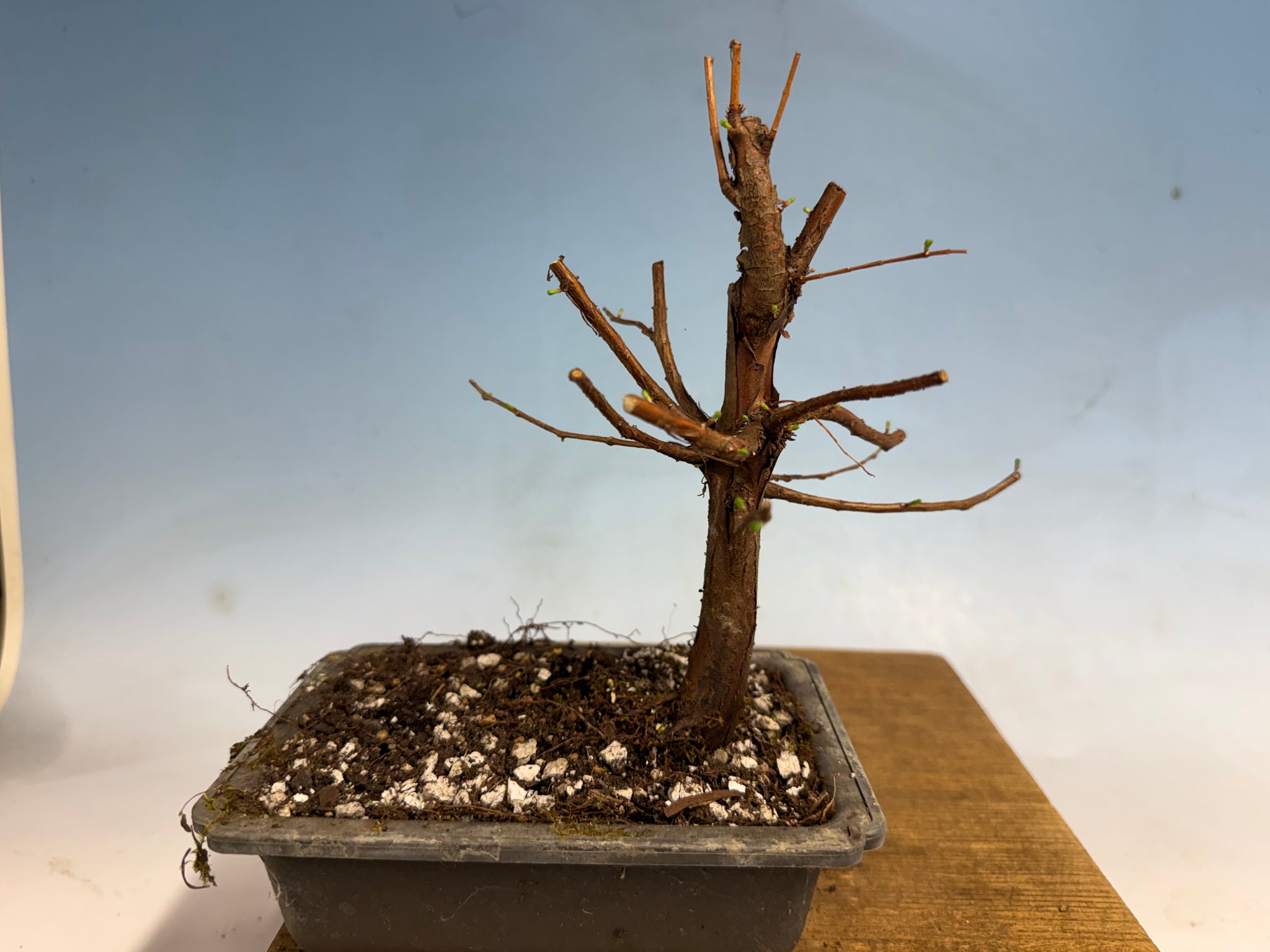Products – Page 2 – Kaede Bonsai-en