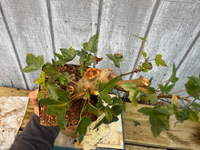 Load image into Gallery viewer, Trident Maple #18
