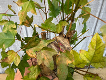 Load image into Gallery viewer, Trident Maple #45
