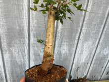 Load image into Gallery viewer, Trident Maple #22
