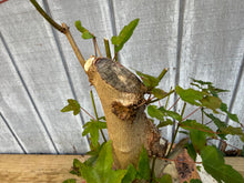 Load image into Gallery viewer, Trident Maple #39
