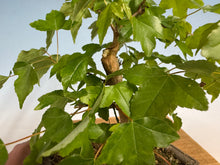 Load image into Gallery viewer, Trident Maple 021
