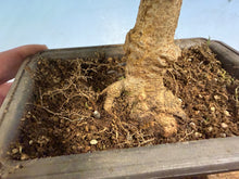 Load image into Gallery viewer, Trident Maple 014
