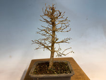 Load image into Gallery viewer, Zelkova, Japanese Grey Bark Elm 001
