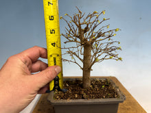 Load image into Gallery viewer, Zelkova, Japanese Grey Bark Elm 003
