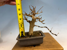 Load image into Gallery viewer, Trident Maple 002

