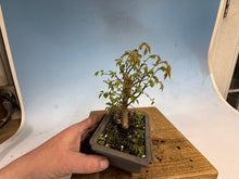 Load image into Gallery viewer, Zelkova, Japanese Grey Bark Elm 013
