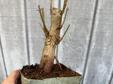 Load image into Gallery viewer, Trident Maple #10
