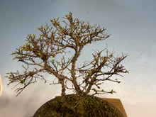 Load image into Gallery viewer, Chinese Elm var. Yatsabusa Cork Bark
