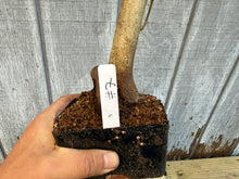 Load image into Gallery viewer, Trident Maple #7
