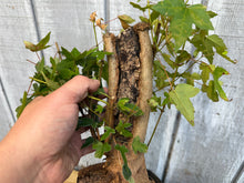 Load image into Gallery viewer, Trident Maple #44

