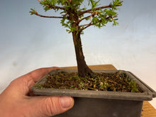 Load image into Gallery viewer, Dawn Redwood 003
