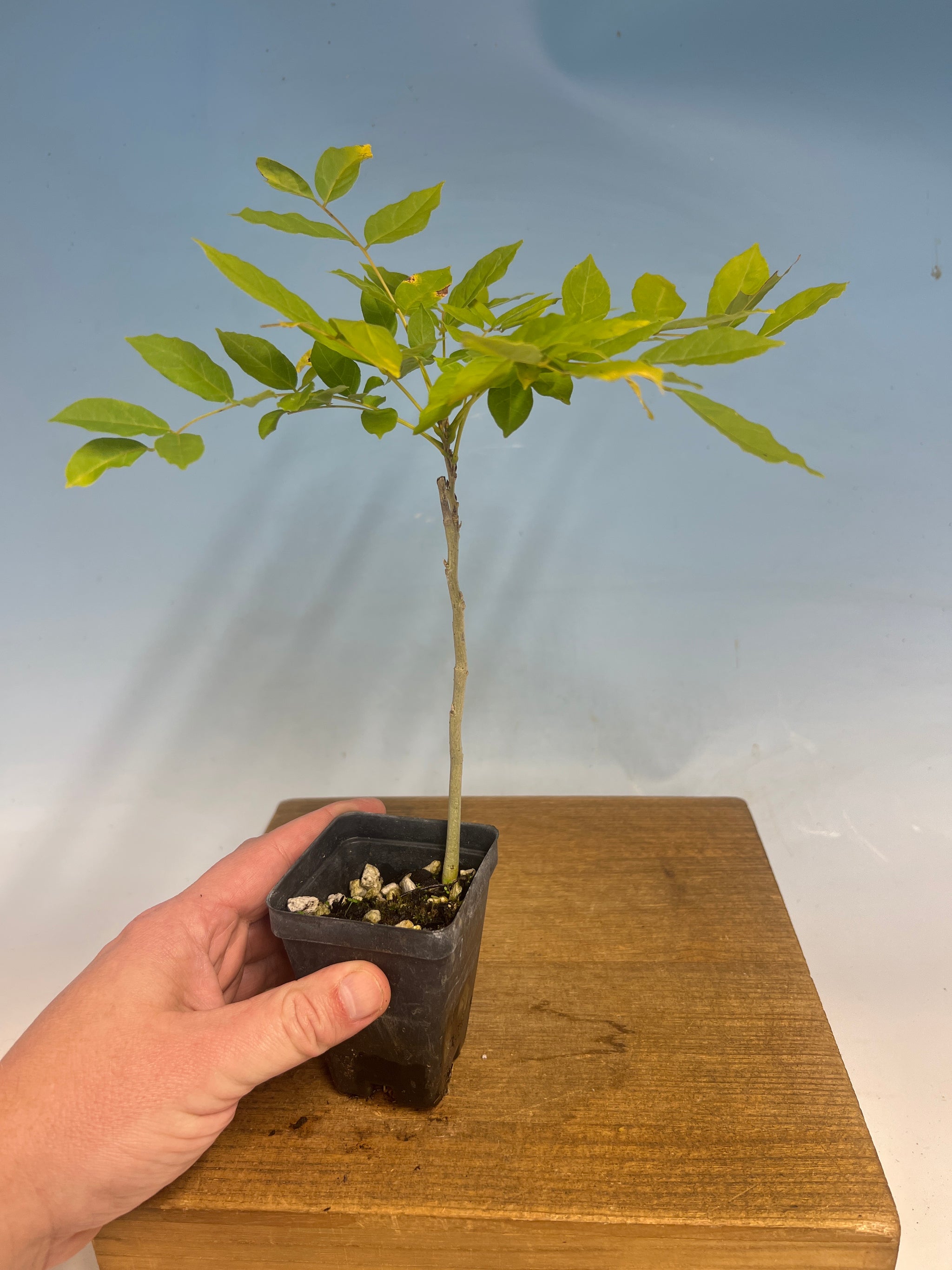 Japanese Wisteria – Kaede Bonsai-en