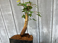 Load image into Gallery viewer, Trident Maple #29
