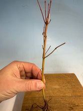 Load image into Gallery viewer, Japanese Maple, Acer Palmatum, 3 year, Cut Back
