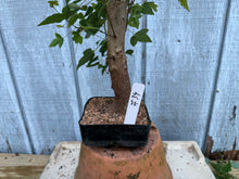 Load image into Gallery viewer, Trident Maple #34
