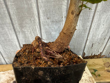 Load image into Gallery viewer, Trident Maple #27
