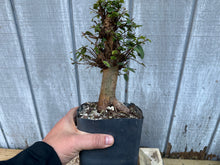 Load image into Gallery viewer, Chinese Elm #4
