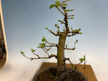 Load image into Gallery viewer, Chinese Quince 002
