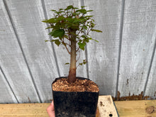 Load image into Gallery viewer, Zelkova, Japanese Grey Bark Elm #6
