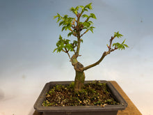 Load image into Gallery viewer, Shishigashira Japanese Maple 005
