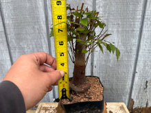 Load image into Gallery viewer, Zelkova, Japanese Grey Bark Elm #10
