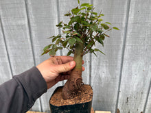 Load image into Gallery viewer, Zelkova, Japanese Grey Bark Elm #11

