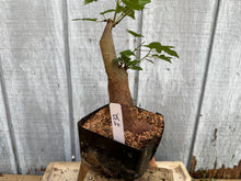 Load image into Gallery viewer, Trident Maple #32
