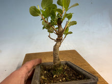 Load image into Gallery viewer, Japanese Flowering Crab Apple, 002
