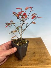 Load image into Gallery viewer, Rockspray Cotoneaster
