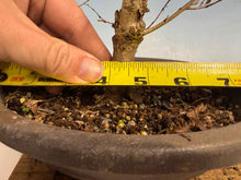 Load image into Gallery viewer, Zelkova, Japanese Import 002
