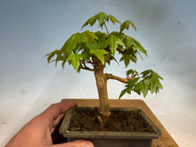 Load image into Gallery viewer, Trident Maple 012
