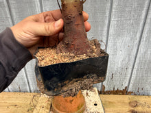 Load image into Gallery viewer, Zelkova, Japanese Grey Bark Elm #10
