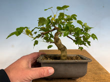 Load image into Gallery viewer, Trident Maple 017
