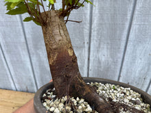 Load image into Gallery viewer, Zelkova, Japanese Grey Bark Elm #21
