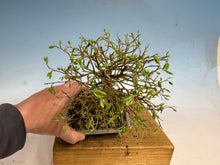 Load image into Gallery viewer, Chinese Hackberry, Celtis 002
