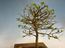 Load image into Gallery viewer, Chinese Hackberry, Celtis 002
