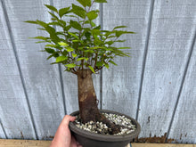Load image into Gallery viewer, Zelkova, Japanese Grey Bark Elm #21
