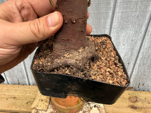 Load image into Gallery viewer, Zelkova, Japanese Grey Bark Elm #10
